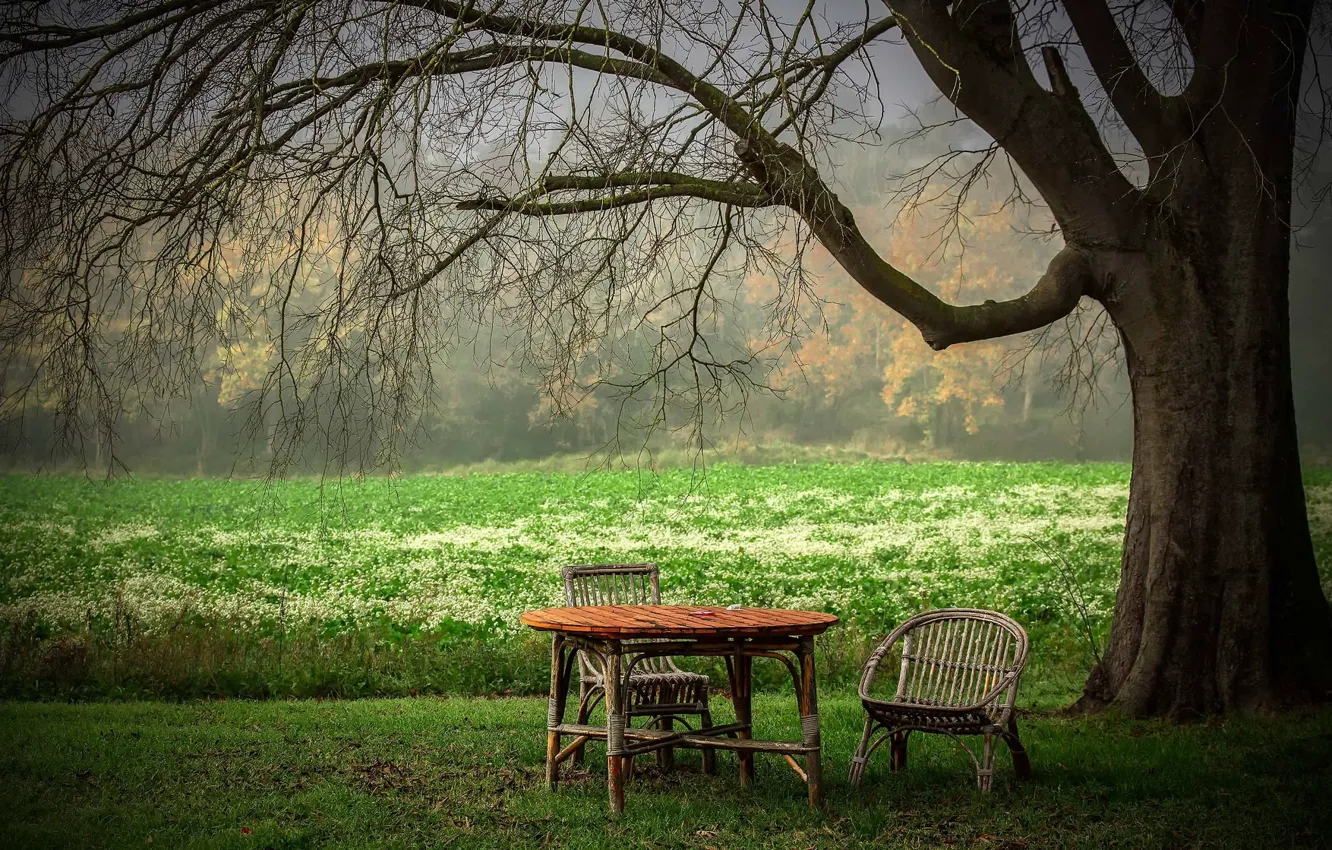 Фото обои лето, стол, дерево, стул