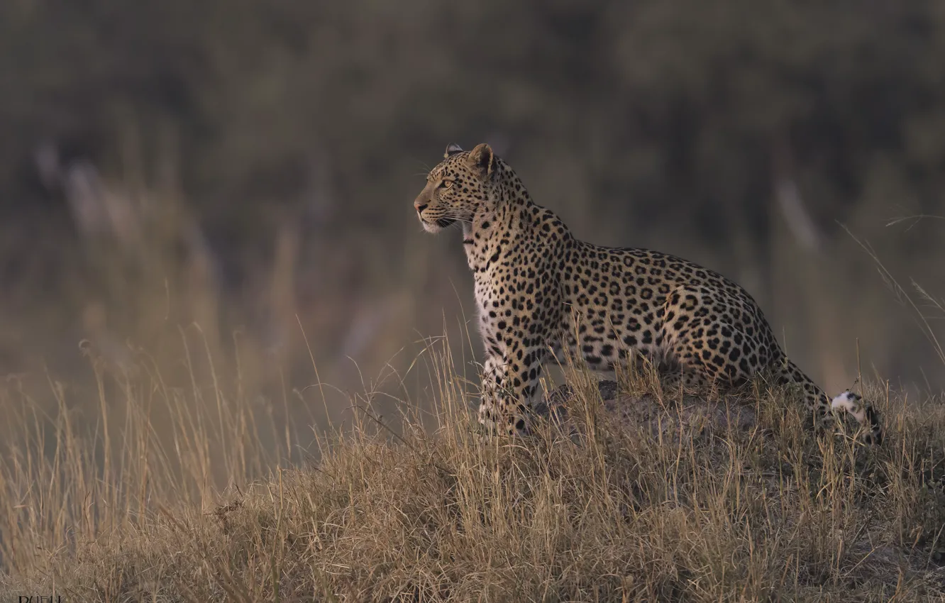 Фото обои природа, леопард, сухая трава, DUELL ©