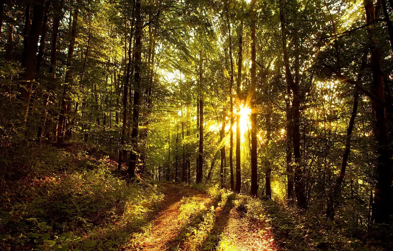 Фото обои Солнце, Природа, Деревья, Лес, Листья, Ветки, Солнечные Лучи, Лесная Дорога