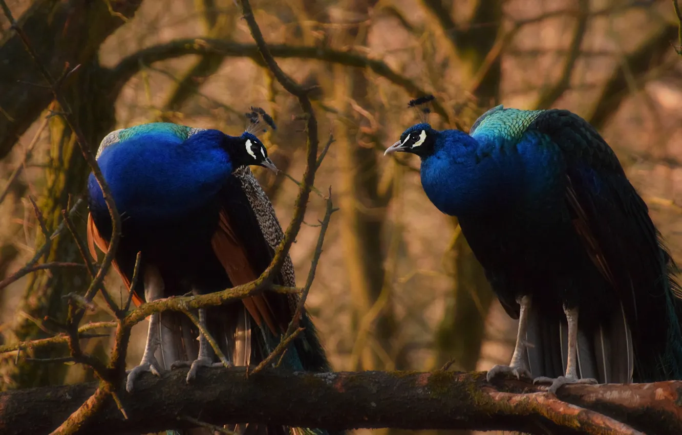 Фото обои птицы, ветки, природа, дерево, пара, павлин, два, синие