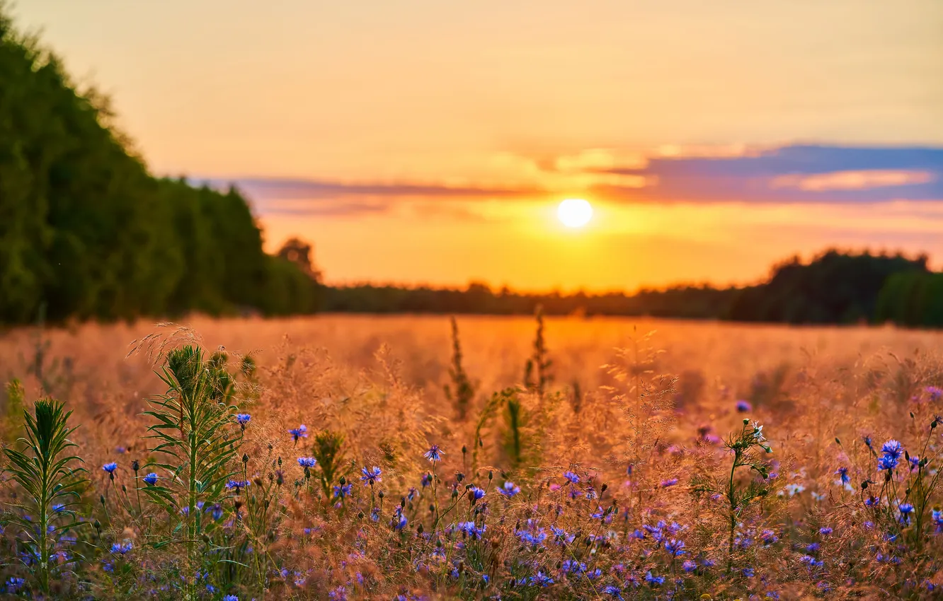 Фото обои summer, flower, landscape, sunset