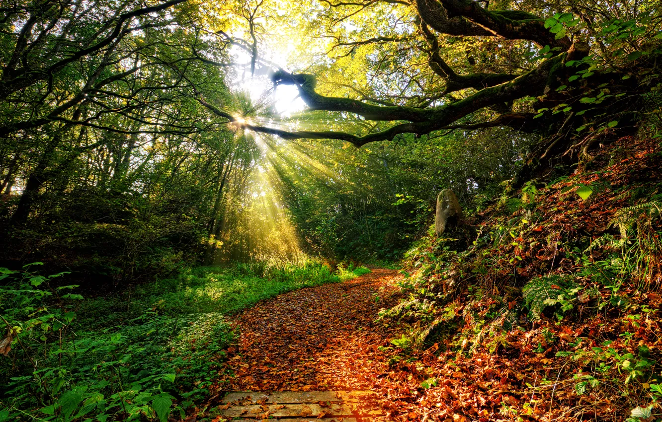 Фото обои осень, лес, небо, трава, листья, солнце, облака, лучи
