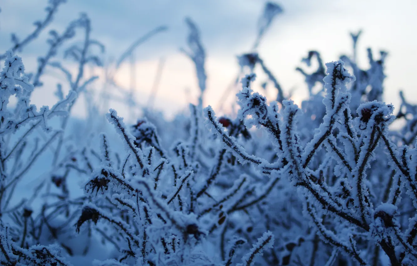 Фото обои зима, иней, небо, снег, природа, красота, мороз, прогулка