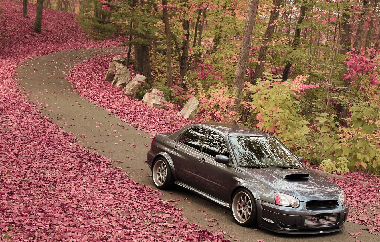 Фото обои дорога, листья, деревья, Subaru, Impreza, WRX, front, субару