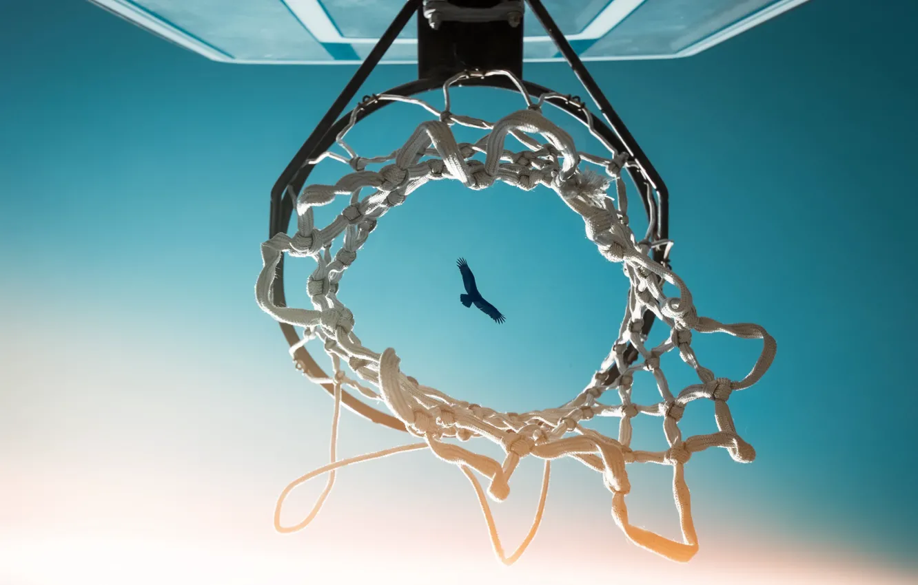 Фото обои небо, птица, кольцо, щит, баскетбол