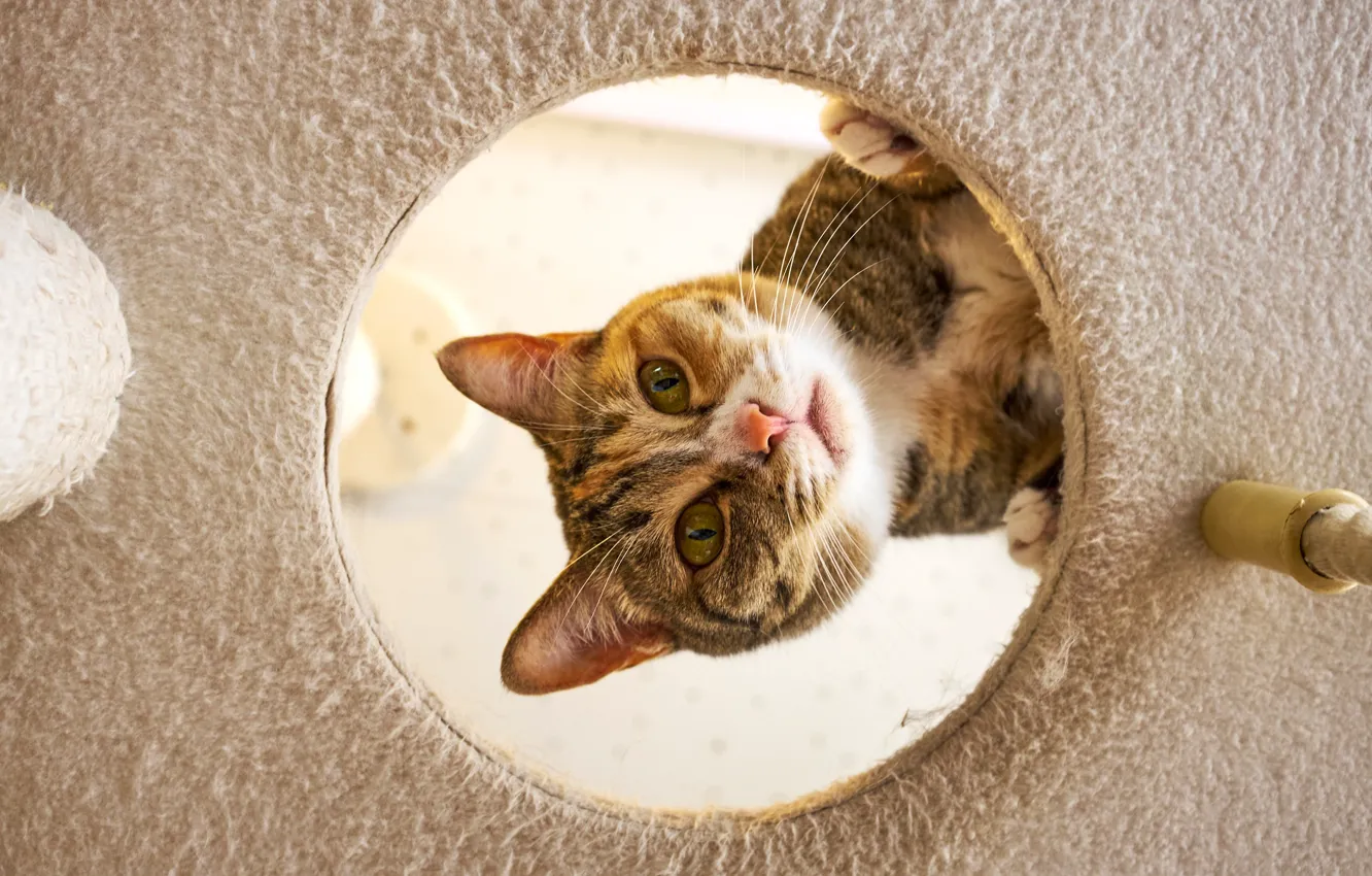 Фото обои кошка, кот, взгляд, морда, дыра, ткань, рыжая, отверстие