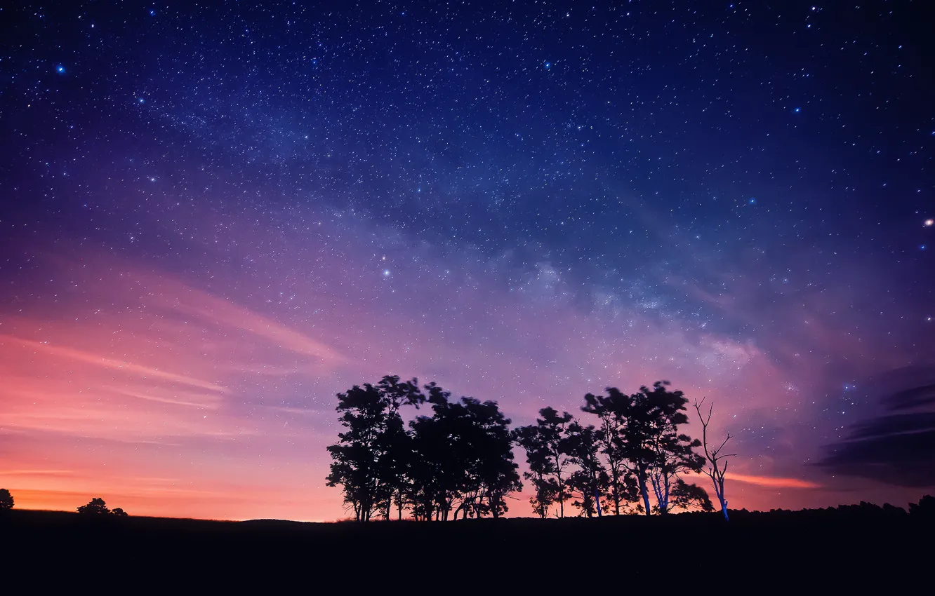 Фото обои небо, звезды, деревья, ночь, силуэты