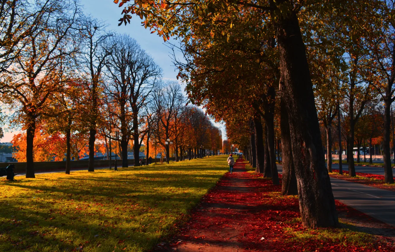 Фото обои осень, листья, лучи, деревья, природа, Франция, Париж, colorful