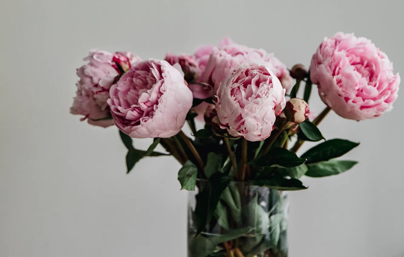 Фото обои цветы, букет, ваза, розовые, пионы, в вазе