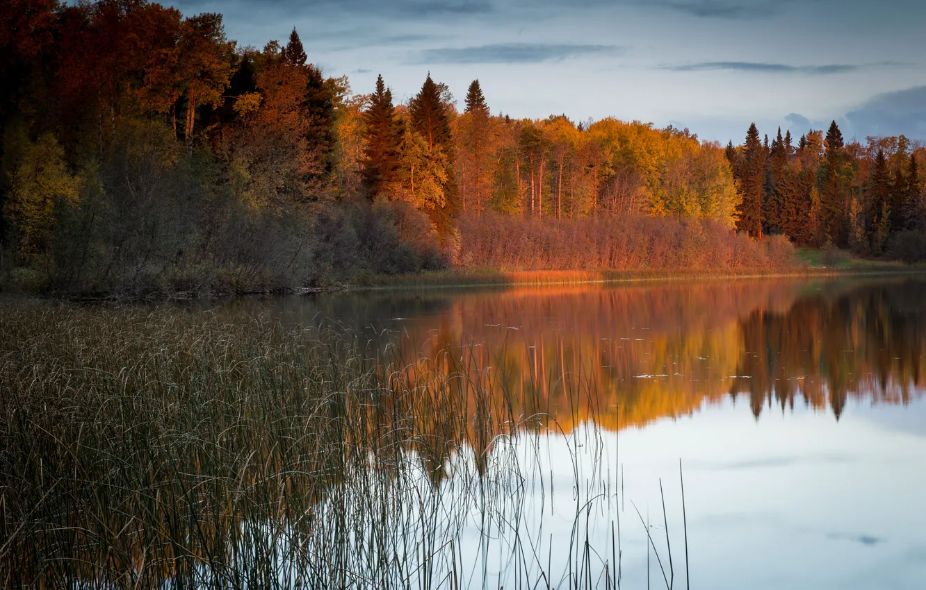 Фото обои осень, лес, природа, река