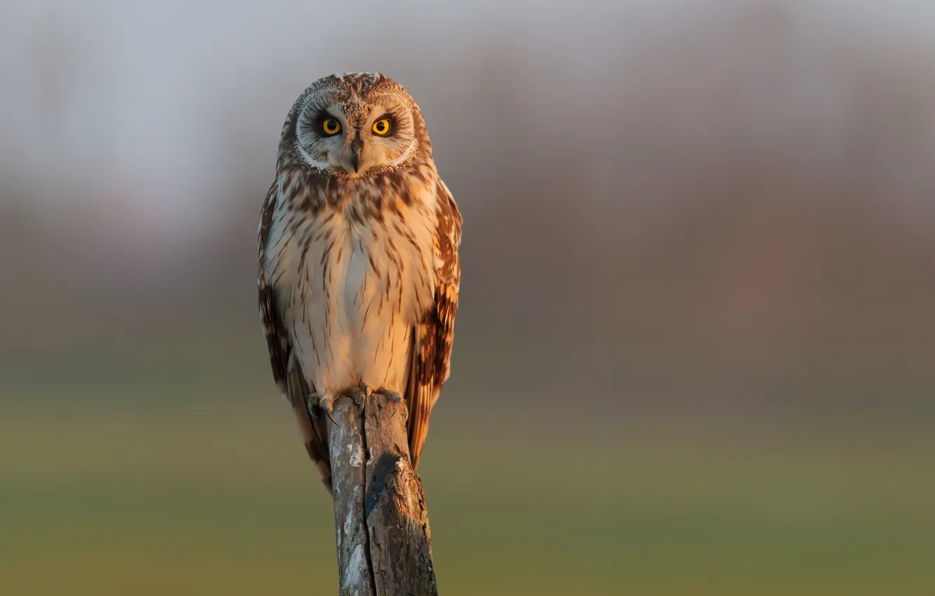 Фото обои взгляд, сова, птица