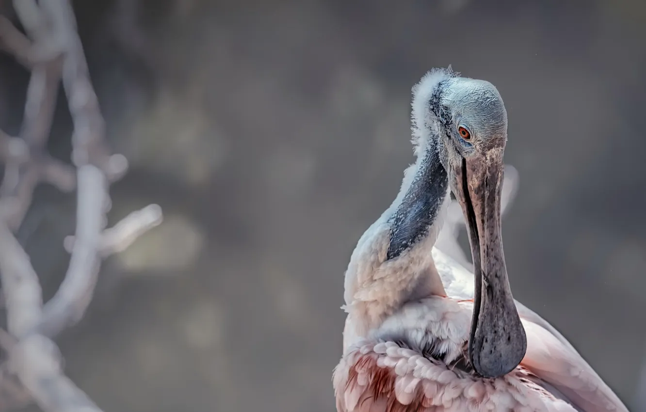Фото обои природа, птица, Roseate Spoonbill