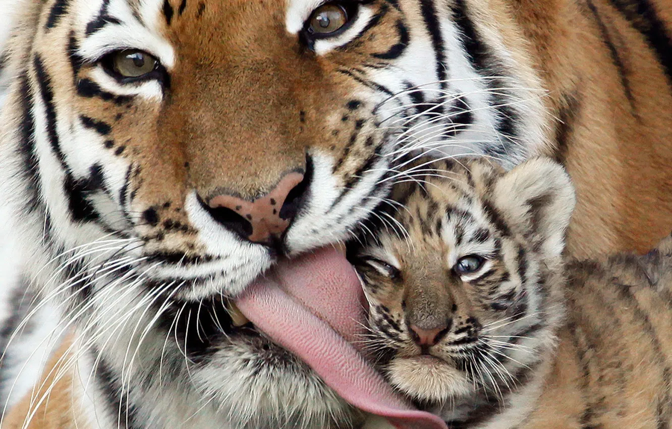 Фото обои язык, тигр, ласка, забота, тигренок