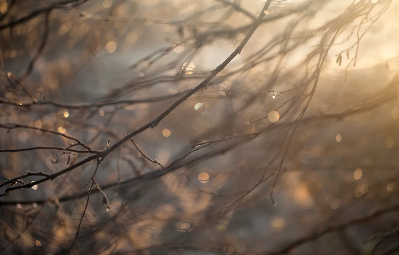 Фото обои капли, макро, ветки