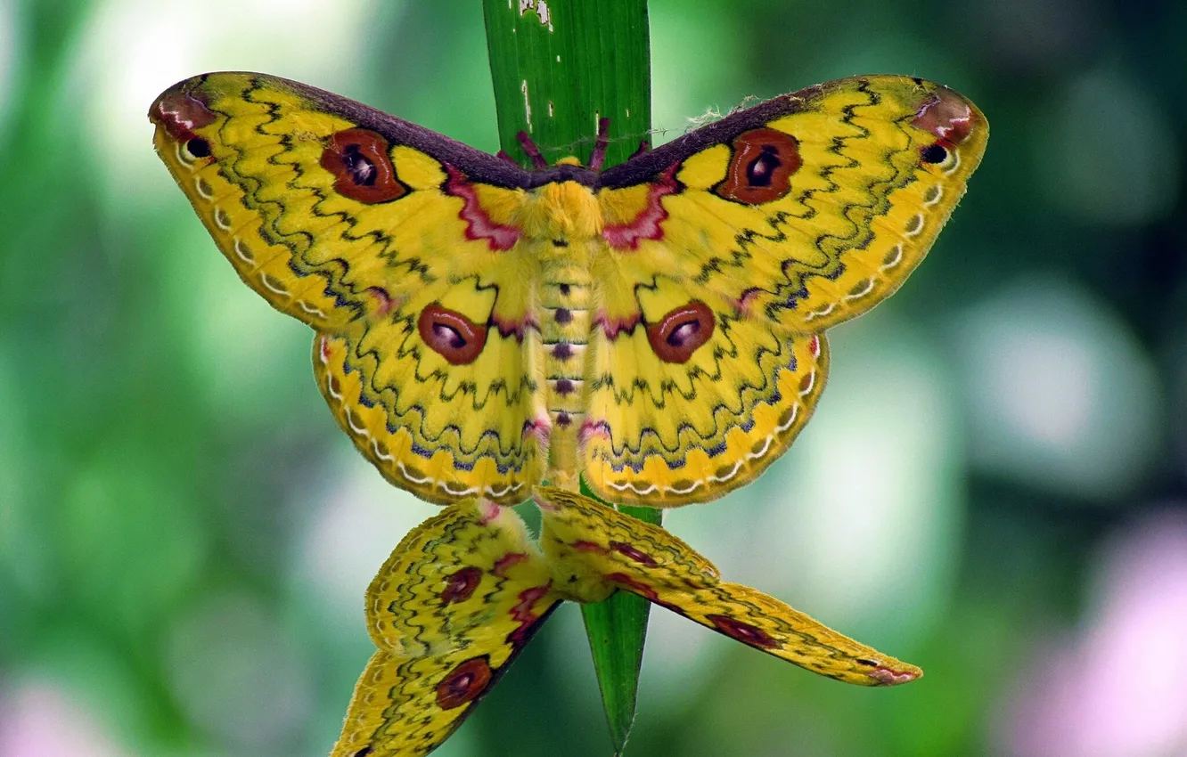 Фото обои макро, бабочки, травинка, Loepa katinka, Golden Emperor Moth