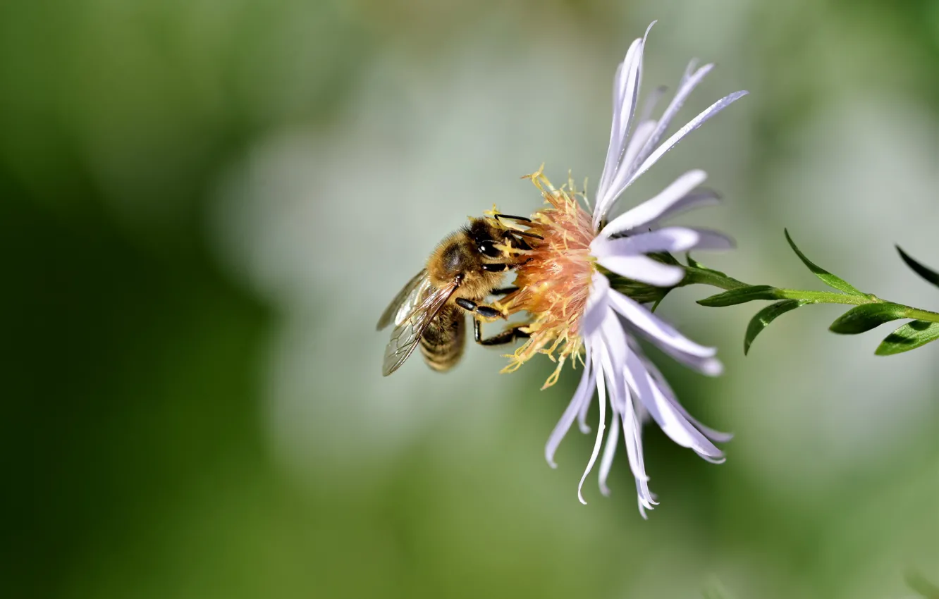 Фото обои цветок, пчела, боке