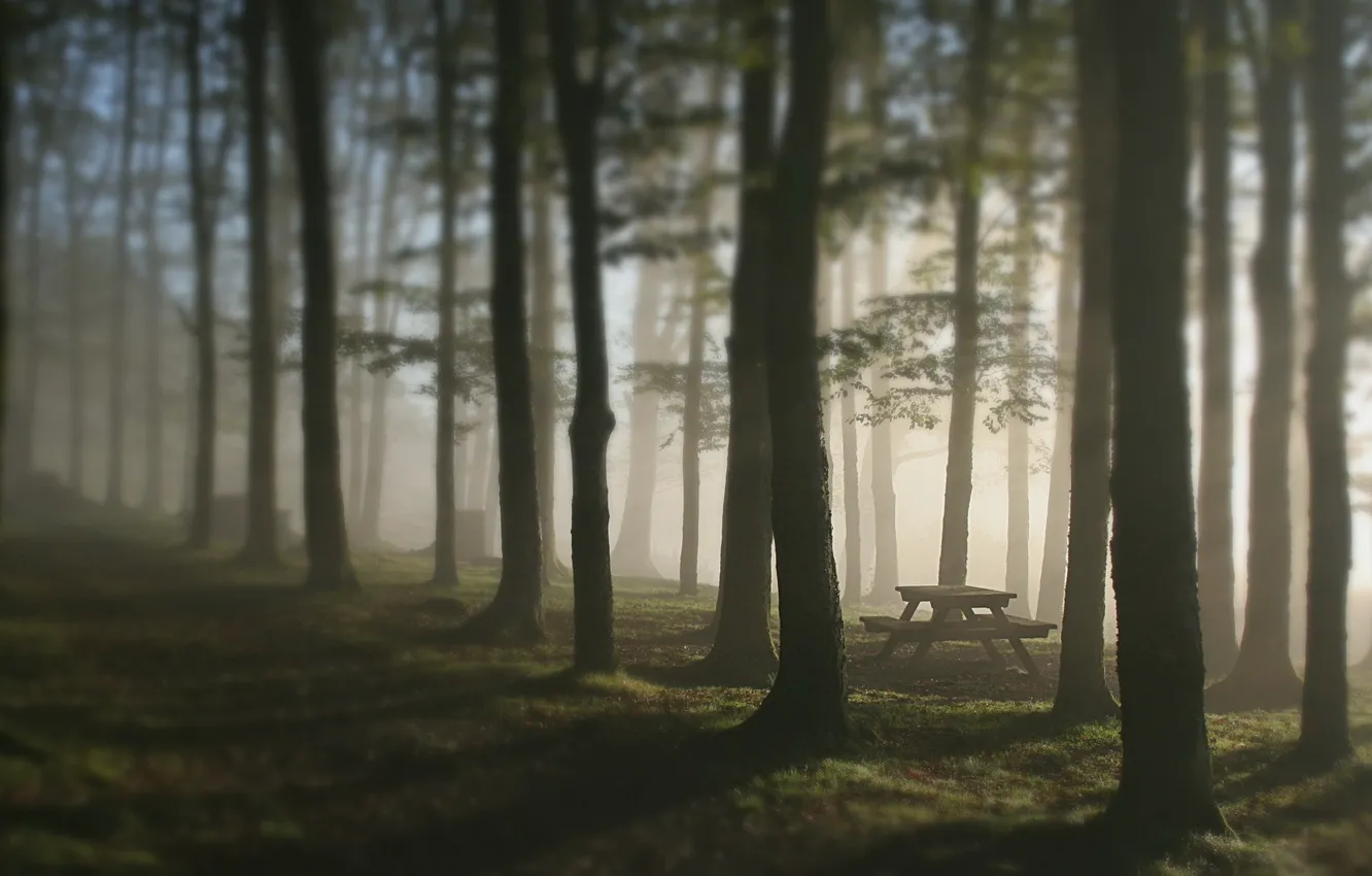 Фото обои лес, деревья, туман, стол, скамья