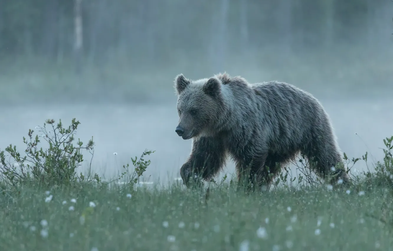 Фото обои трава, туман, берег, медведь, медвежонок, прогулка, водоем, молодой