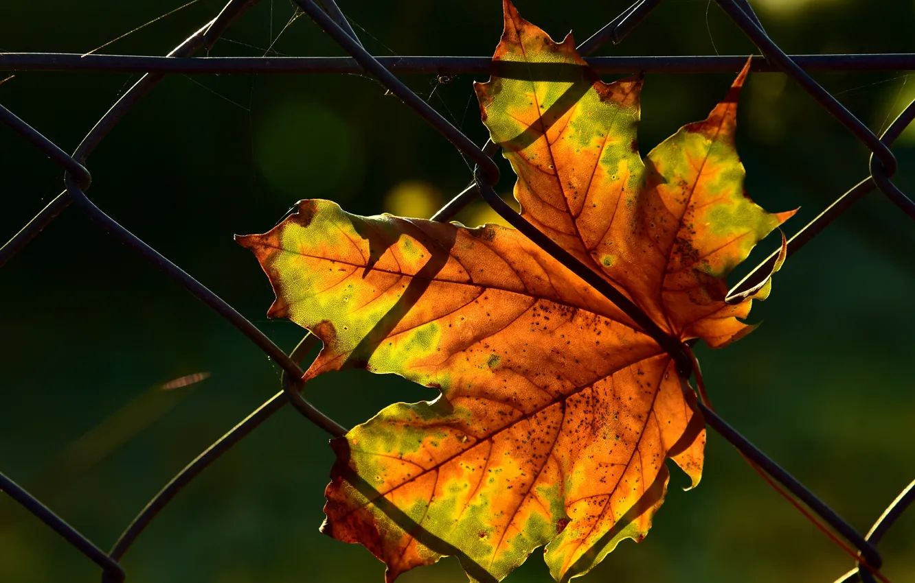 Фото обои осень, листья, свет, темный фон, сетка, забор, листок, паутина
