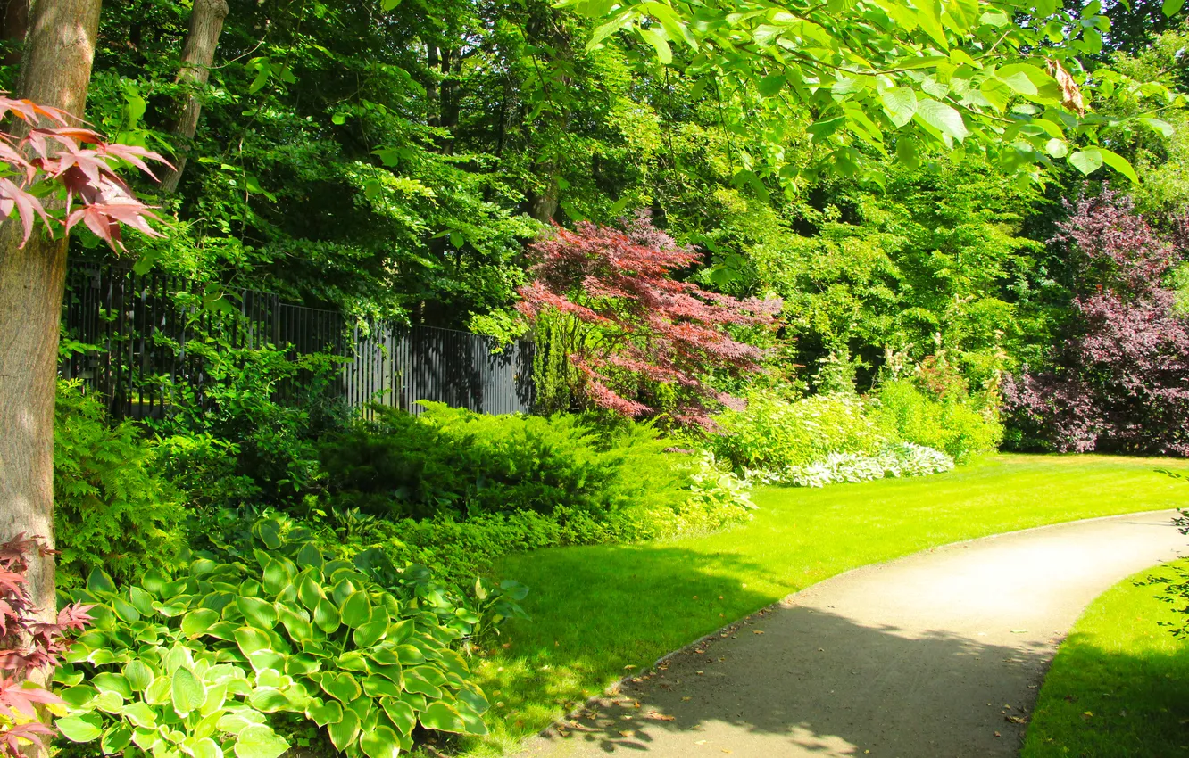 Фото обои trees, park, alley