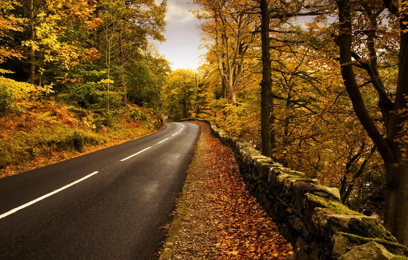 Фото обои дорога, осень, природа, разметка