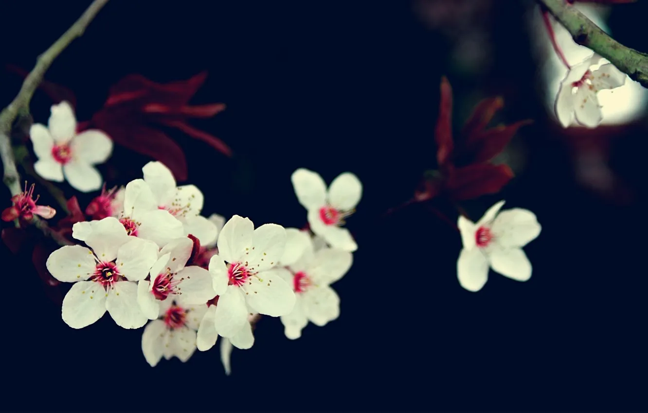 Фото обои цветы, вишня, ветка, сакура, белые
