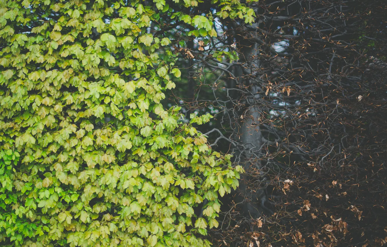 Фото обои листья, дерево, листва, зеленые