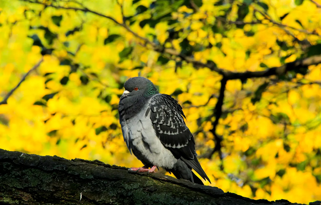 Фото обои bird, pigeon, twig