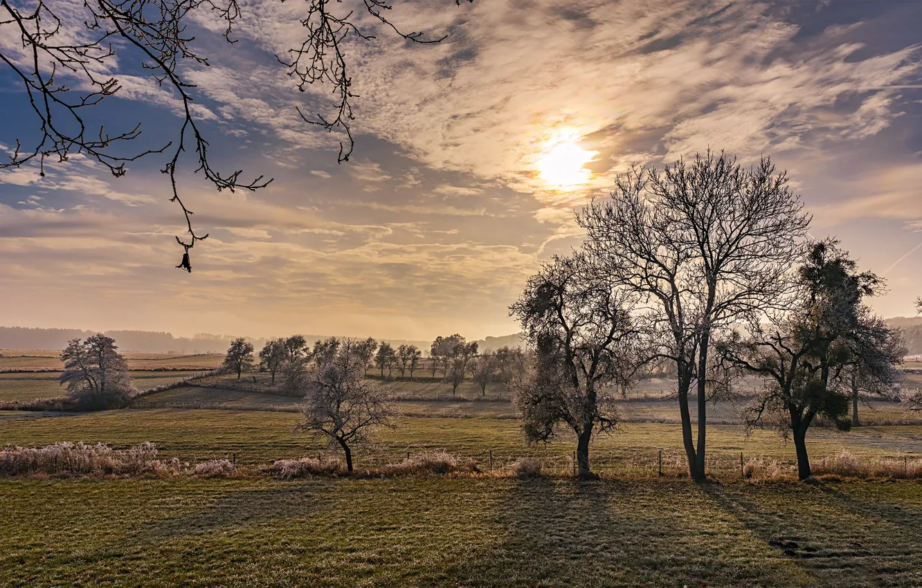 Фото обои деревья, рассвет, frozen, морозное утро