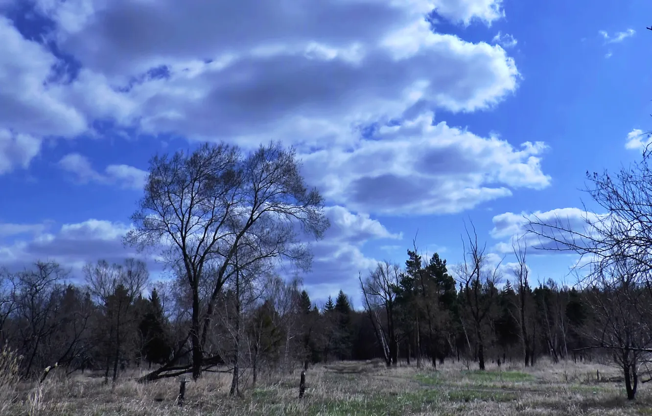 Фото обои лес, Облака, весна