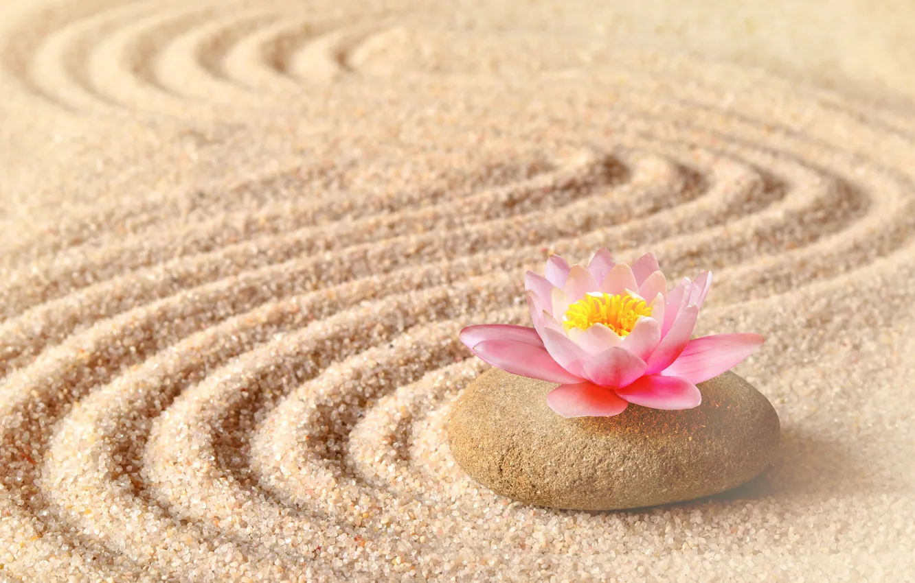 Фото обои песок, цветок, камень, лотос
