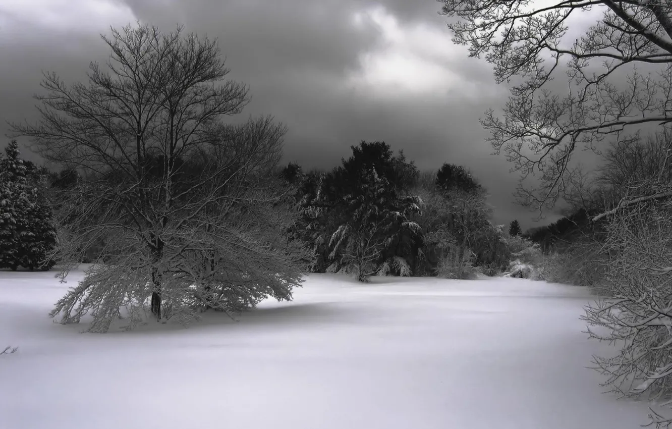 Фото обои зима, лес, небо, облака, снег, деревья, тучи, природа