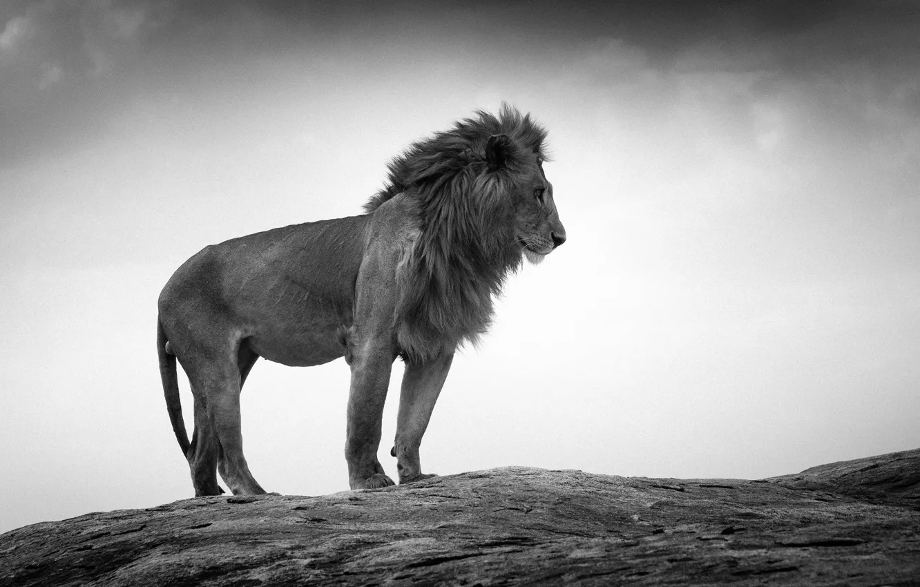 Фото обои rock, lion, wildlife