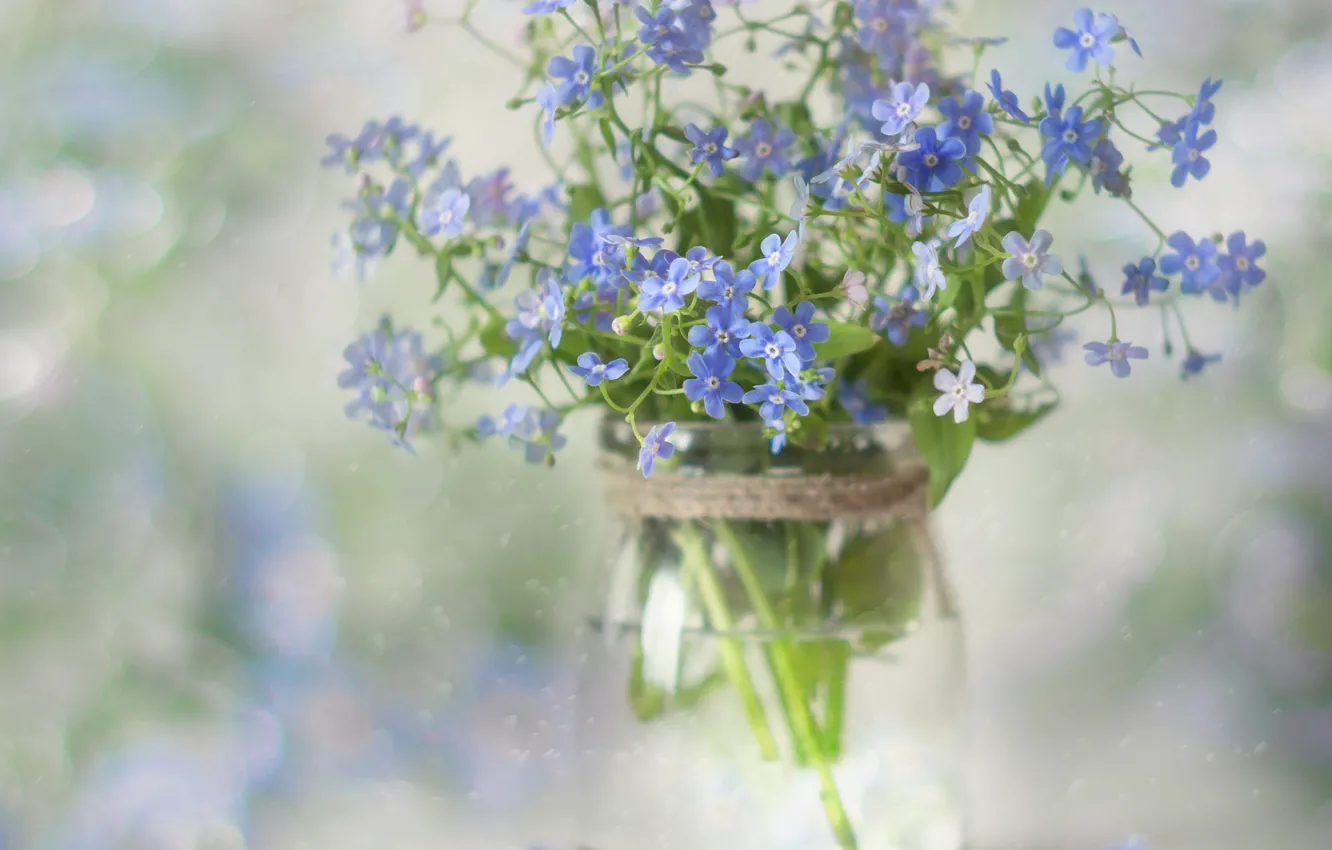 Фото обои цветы, букет, голубые, банка, незабудки