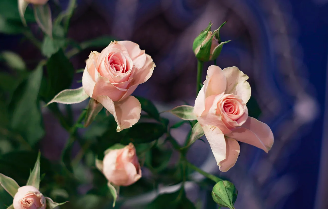 Фото обои цветы, розы, букет, flower, roses