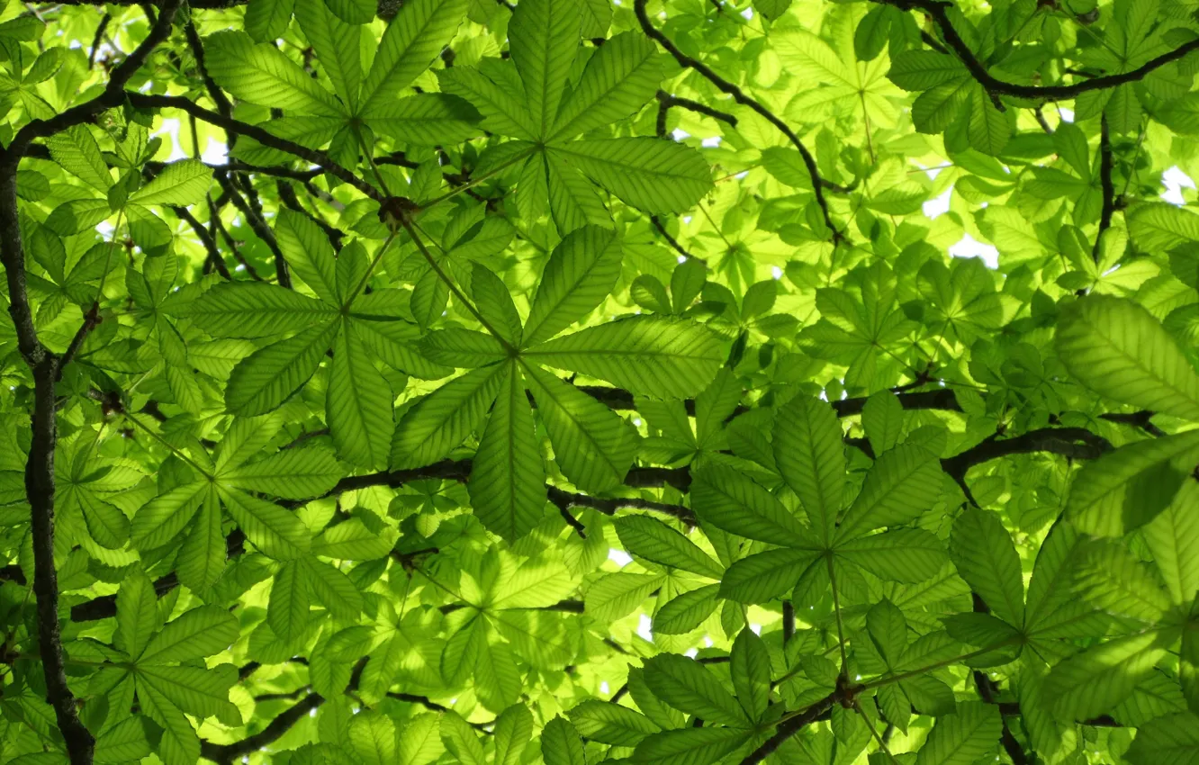 Фото обои зелень, листья, каштан, весна 2018, Mamala ©