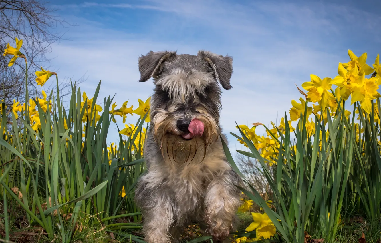 Фото обои лето, цветы, собака, нарциссы, Цвергшнауцер
