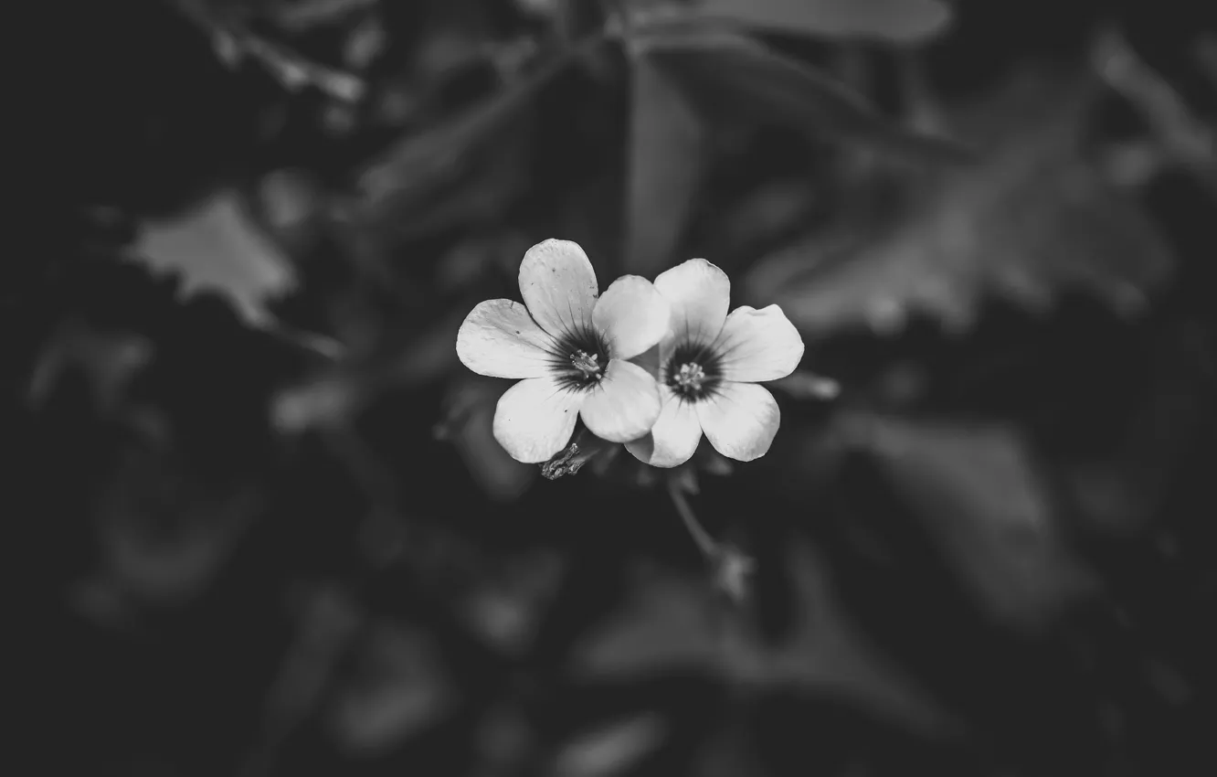Фото обои цветы, лепестки, черно-белое