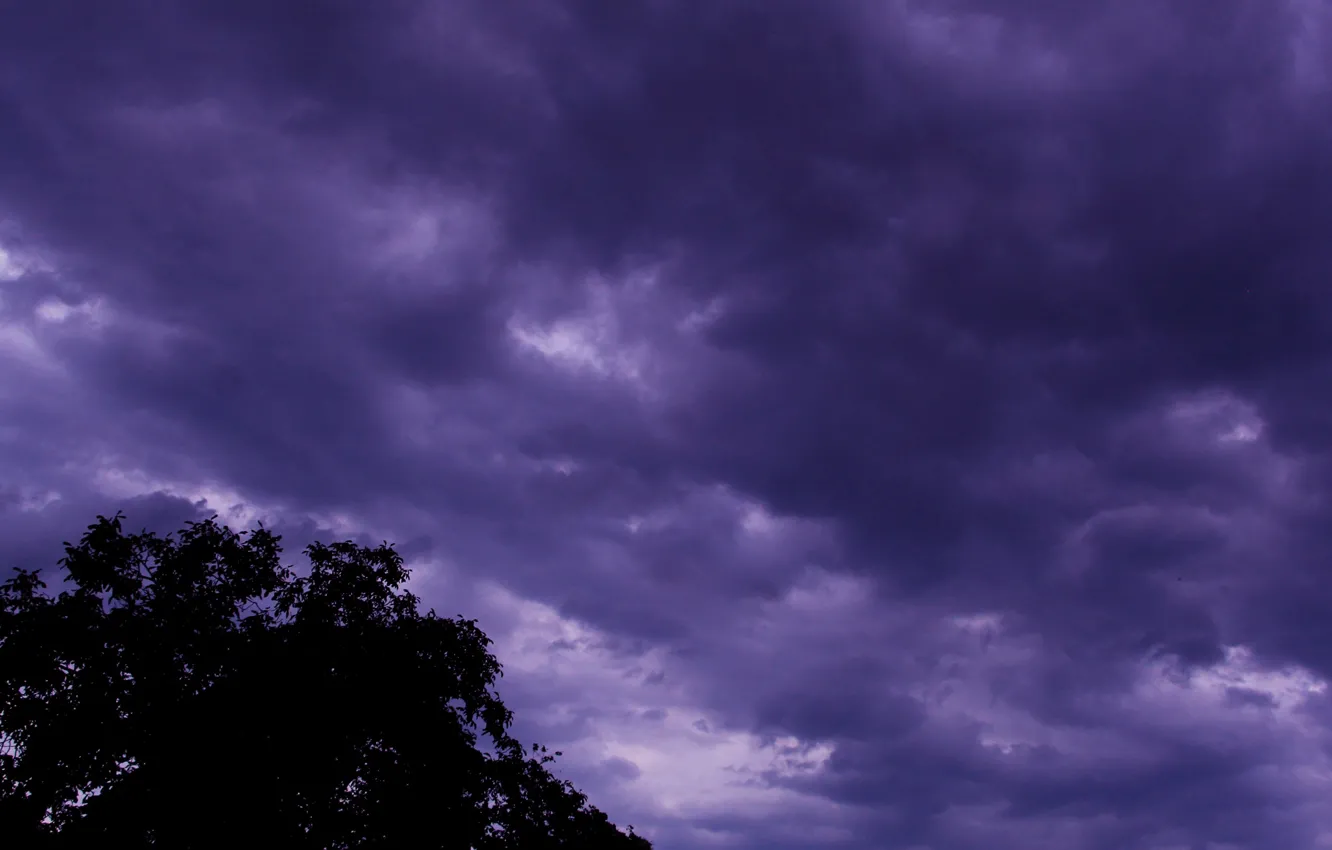 Фото обои dark, storm, sky, cloud, tree