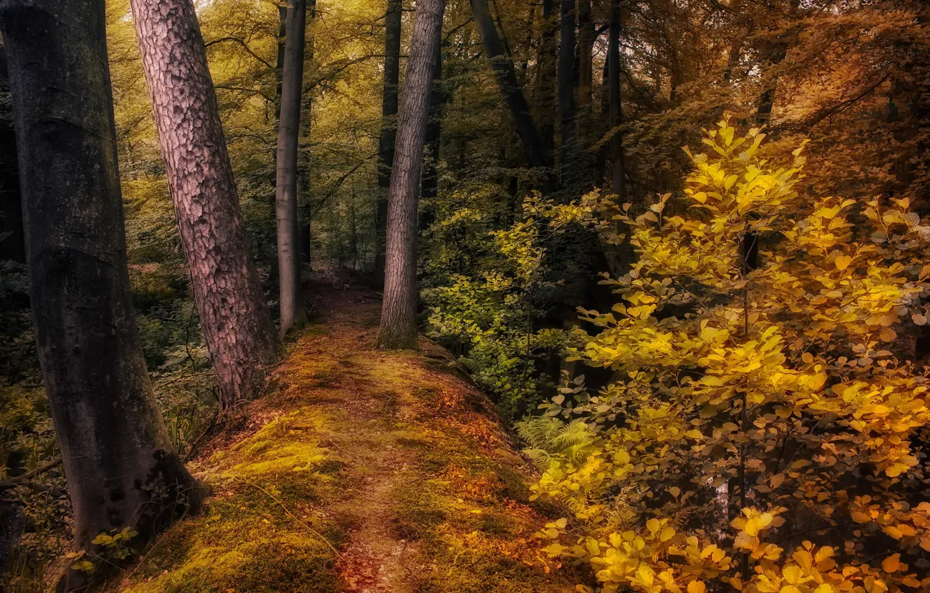 Фото обои осень, лес, деревья, природа, тропинка, кусты, Jan-Herman Visser