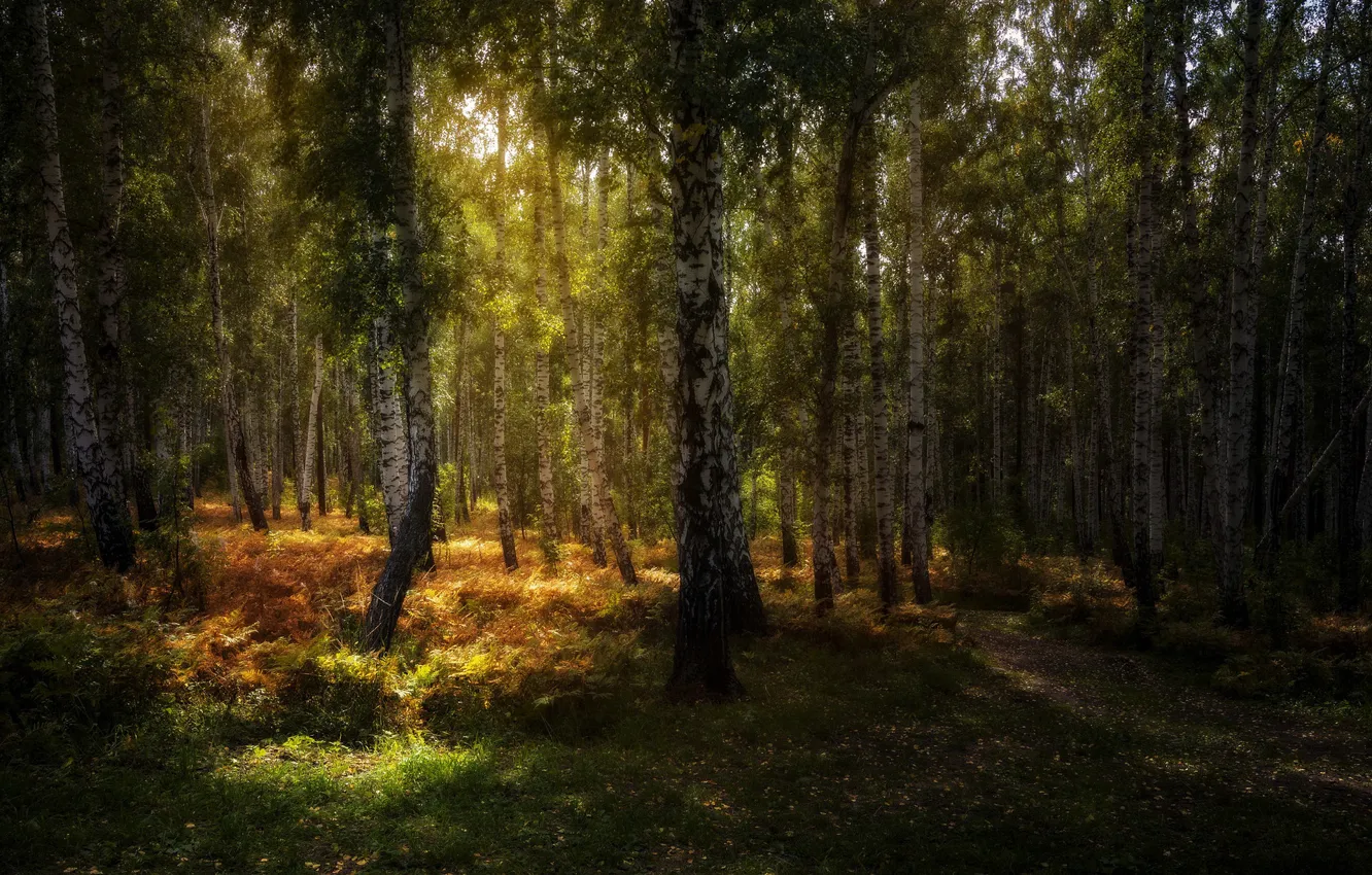Фото обои лес, свет, березы