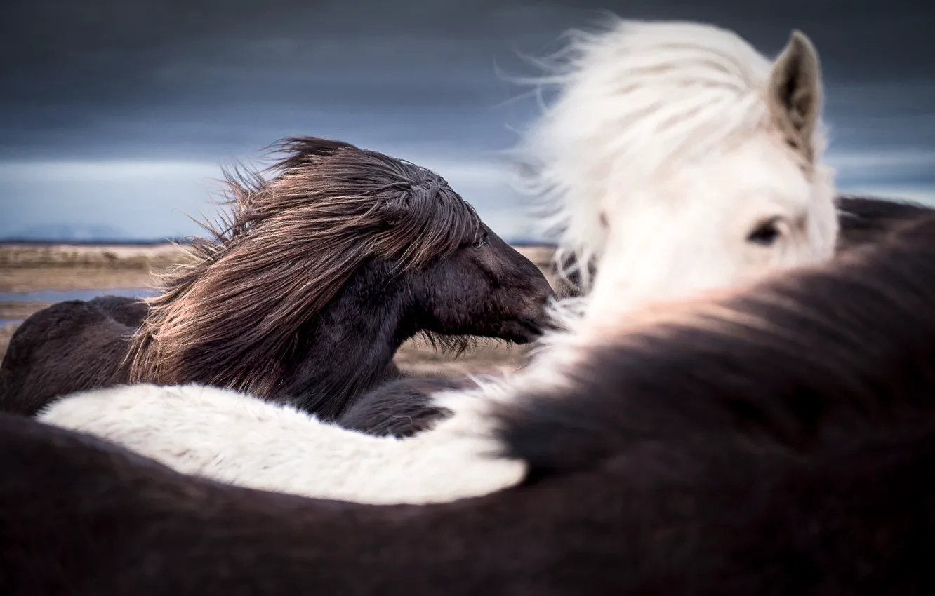 Фото обои небо, ветер, лошади, Исландия