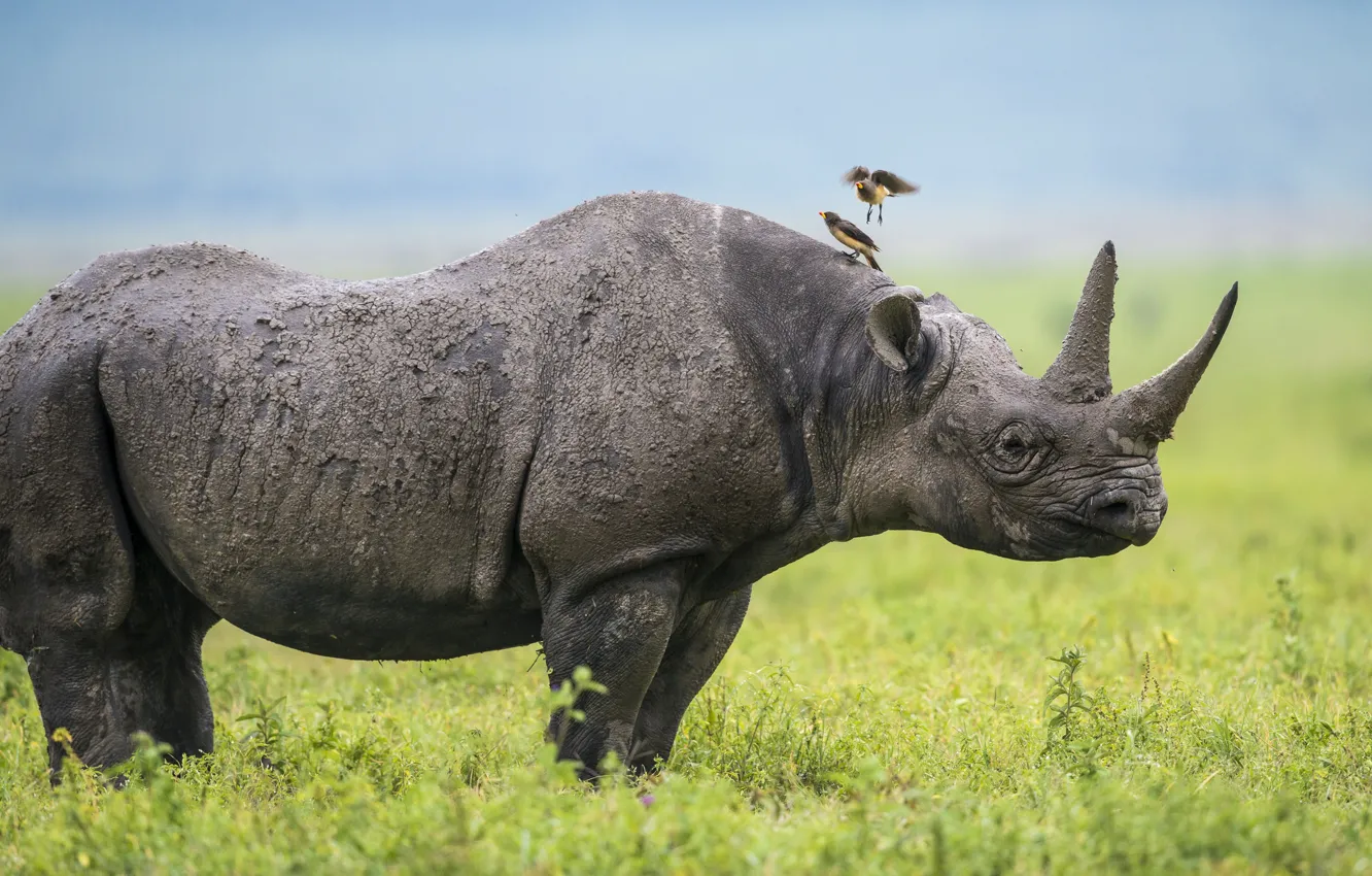 Фото обои птицы, Африка, носорог