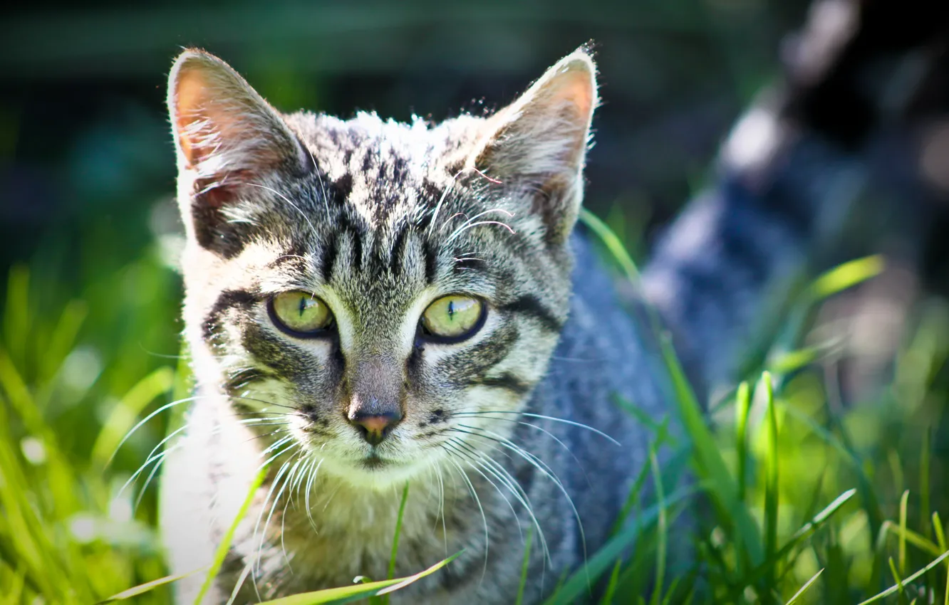 Фото обои трава, глаза, кот, обои, фотограф ann_ann