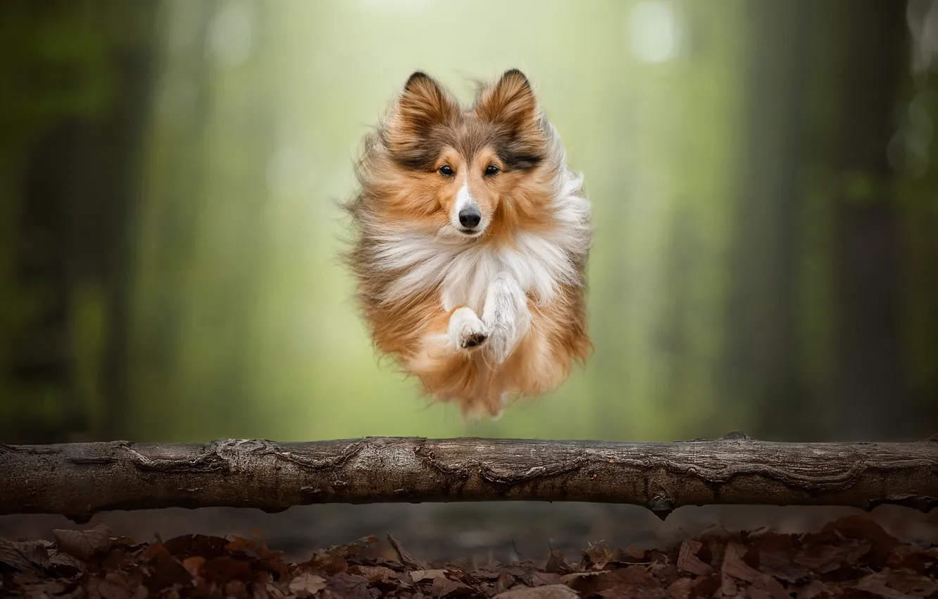Фото обои прыжок, собака, бревно, Шелти, Шетландская овчарка