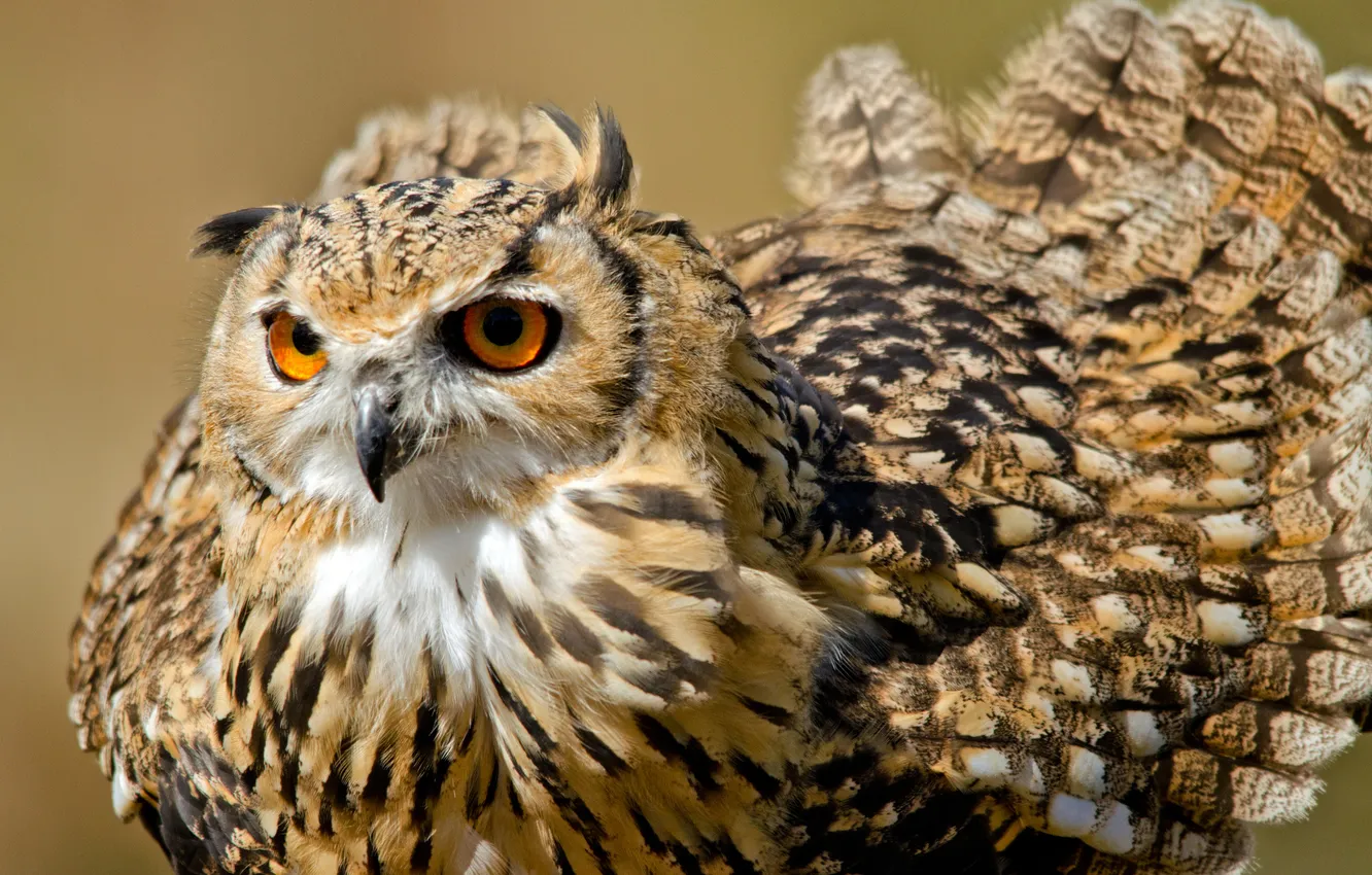 Фото обои сова, птица, оперение, Bengal Eagle Owl