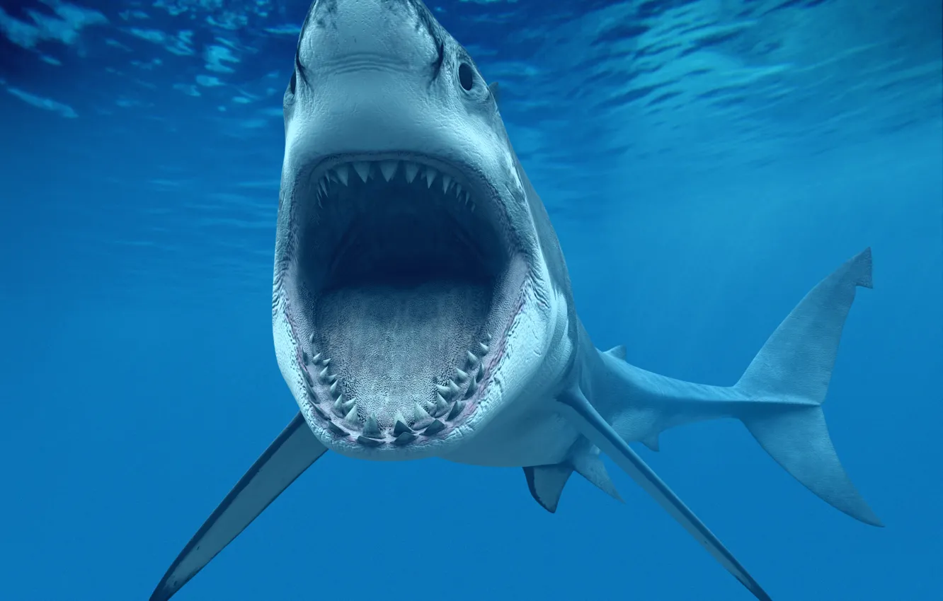 Фото обои челюсти, зубы, пасть, Белая акула, Great White Shark), или кархародон (Carcharodon carcharias