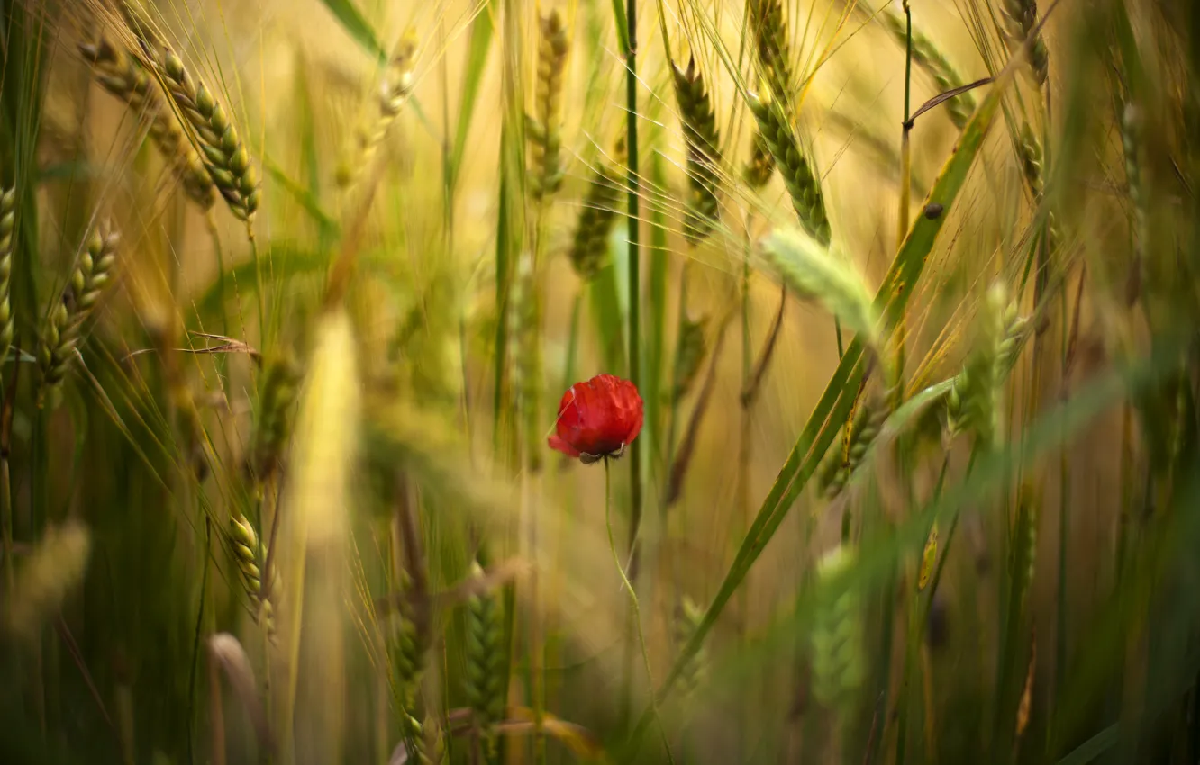 Фото обои поле, цветок, цветы, красный, один, мак, маки, колоски