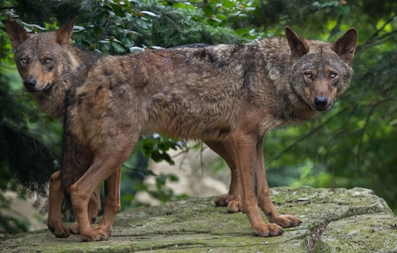 Фото обои nature, predator, animal, wolf, wildlife, portrait, iberian wolf, portrait.