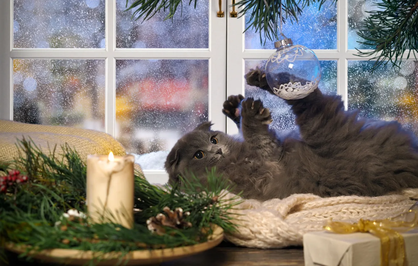 Фото обои зима, кошка, кот, взгляд, ветки, поза, уют, дом